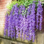 Lilac Wisteria Flowers (3 bunches)
