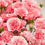 Carnation for Wedding Decoration