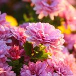 Chrysanthemum for wedding