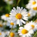 Daisy for wedding